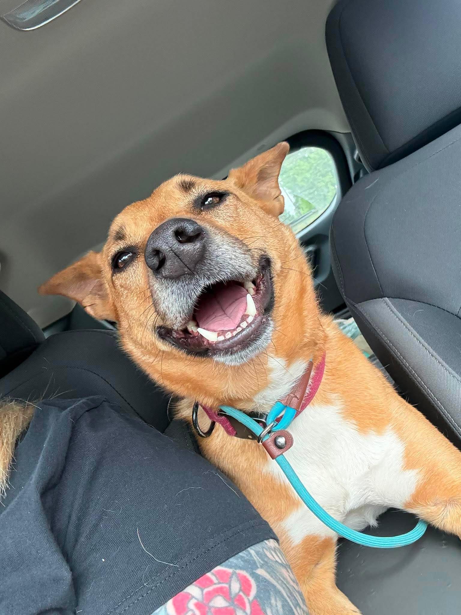 Nancy, ADOPTABLE, Adult Female Australian Cattle Dog / Blue Heeler.