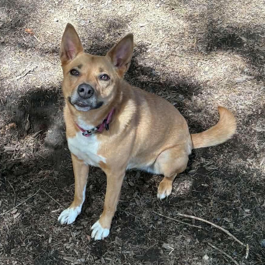 Nancy, ADOPTABLE, Adult Female Australian Cattle Dog / Blue Heeler.