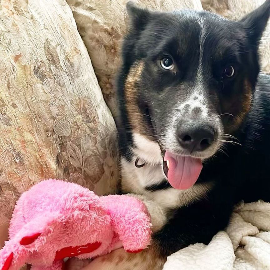 Yoshi, Adoptable, Young Male Siberian Husky & Australian Shepherd.