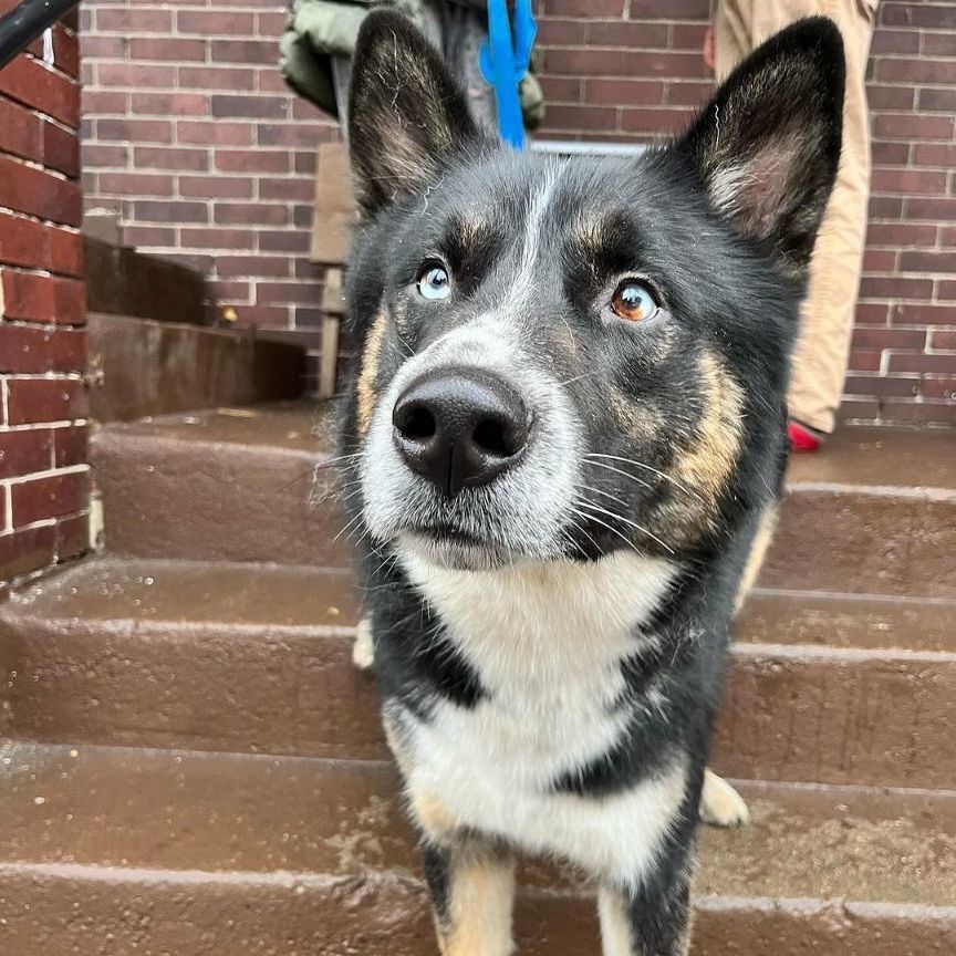 Enlarge Yoshi, a Adoptable mixed breed in Detroit, MI image 2/4