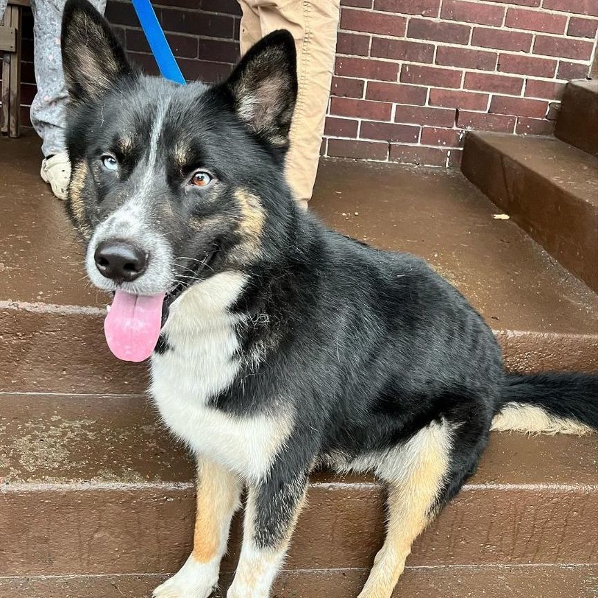 Enlarge Yoshi, a Adoptable mixed breed in Detroit, MI image 3/4