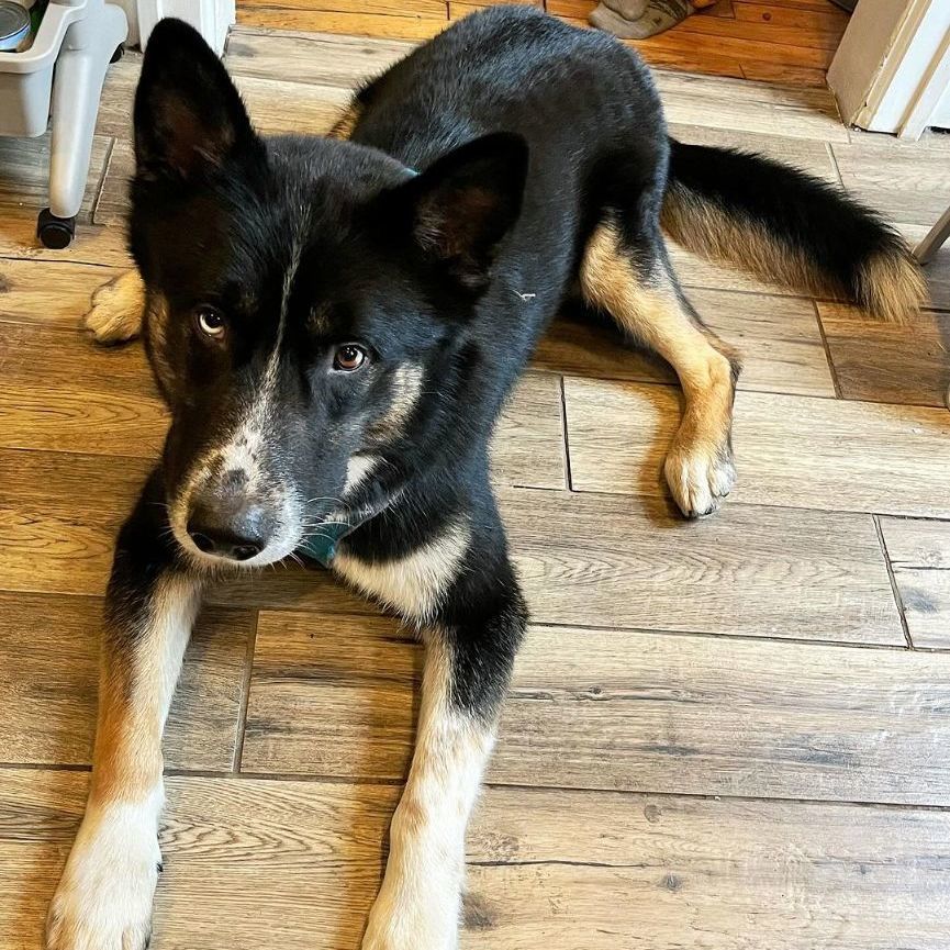 Enlarge Yoshi, a Adoptable mixed breed in Detroit, MI image 4/4