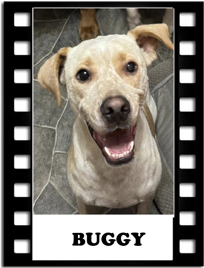 Buggy, Adoptable, Adult Male Australian Cattle Dog / Blue Heeler.