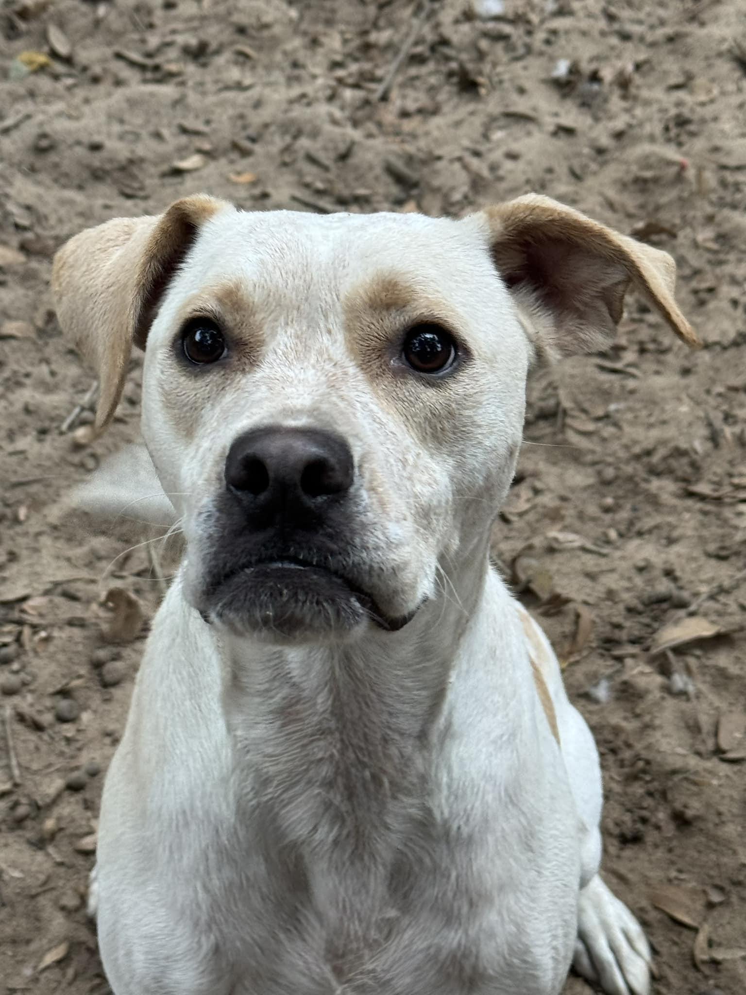 Buggy, a Adoptable mixed breed in Navarre, FL image 2/3