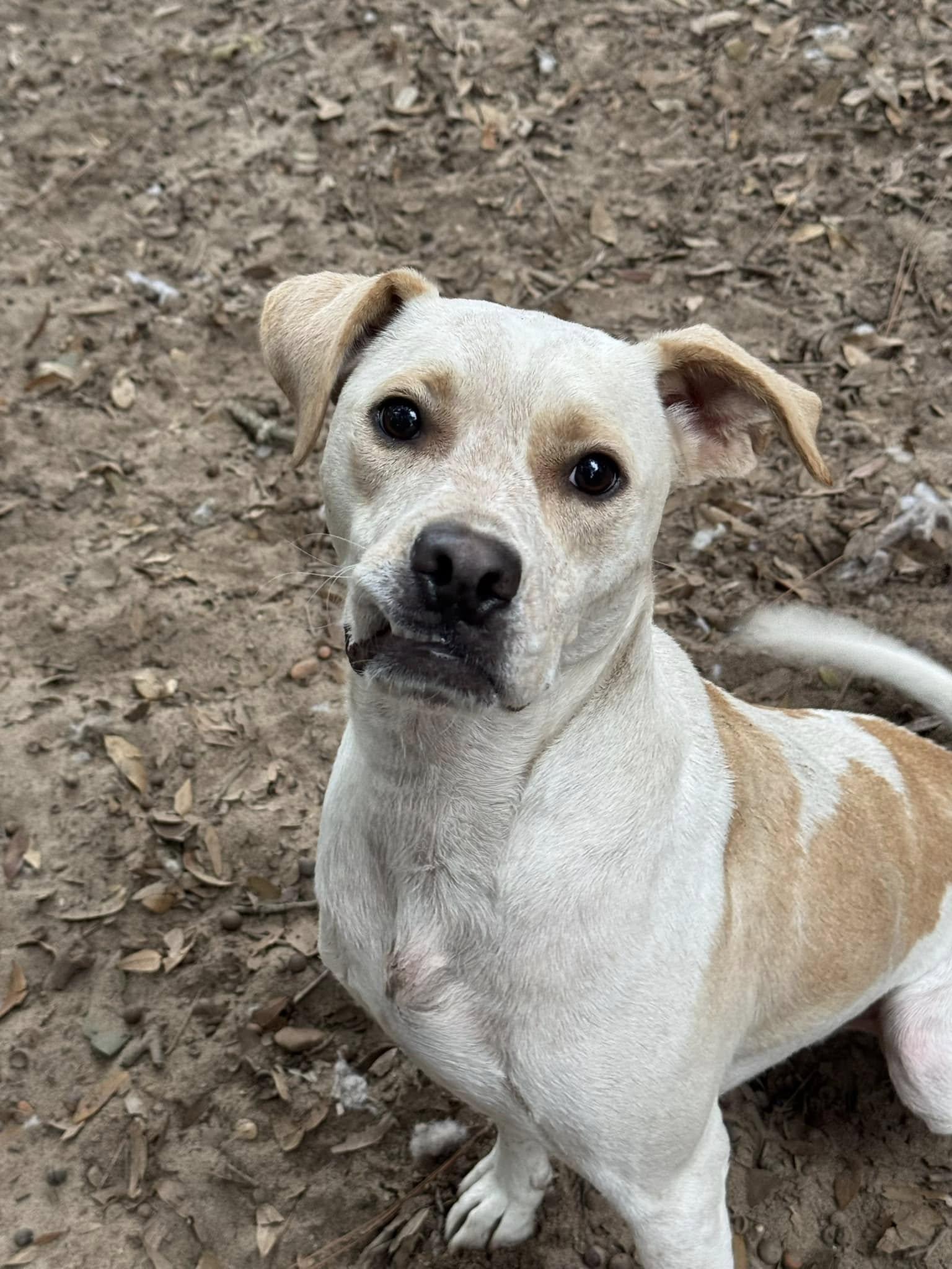 Buggy, a Adoptable mixed breed in Navarre, FL image 3/3