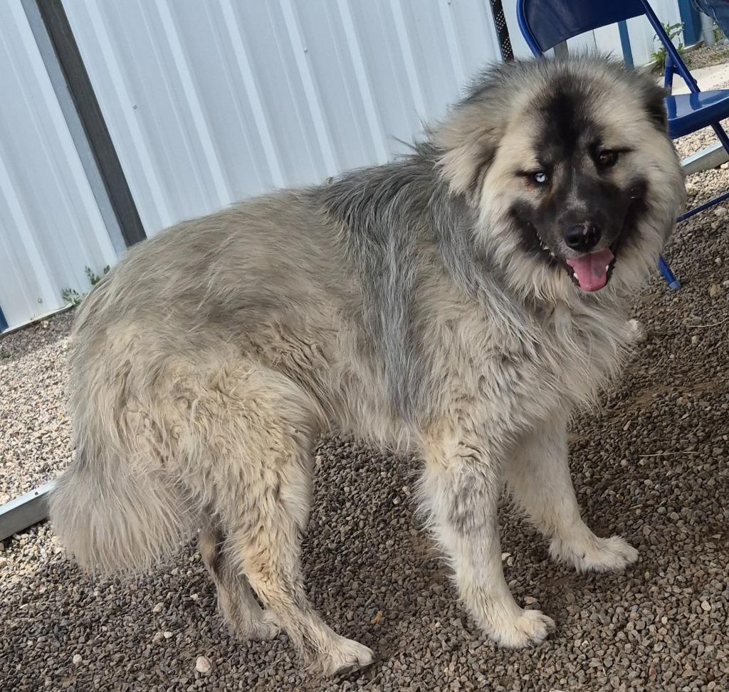 Enlarge Myth, a Adoptable Affenpinscher in Moriarty, NM image 2/3