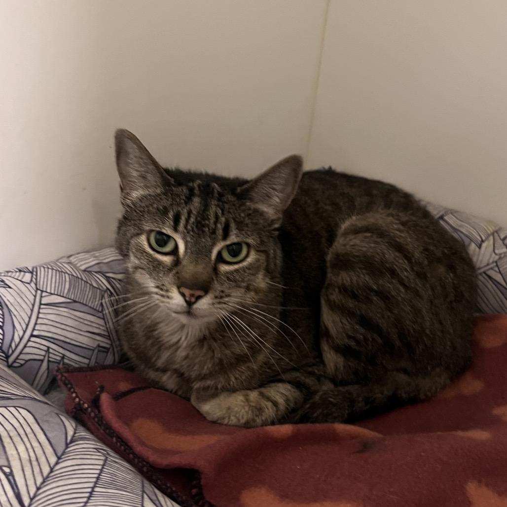 Amber (C000-139)-City of Industry Location, Adoptable, Senior Female Domestic Short Hair.