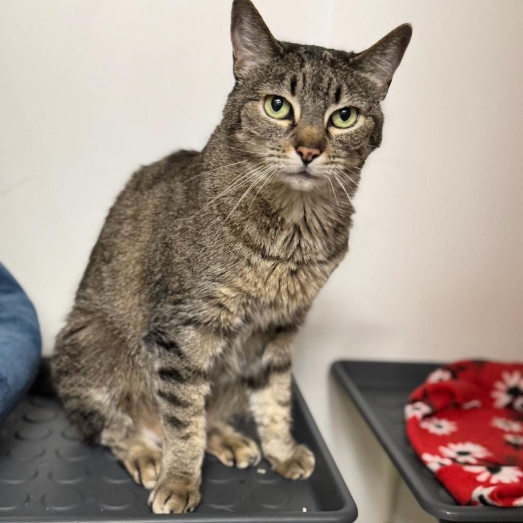 Enlarge Amber (C000-139)-City of Industry Location, a Adoptable Domestic Short Hair in Chino Hills, CA image 2/6