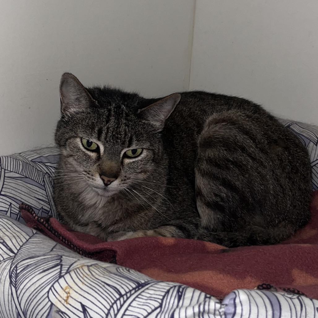 Amber (C000-139)-City of Industry Location, a Adoptable Domestic Short Hair in Chino Hills, CA image 2/6