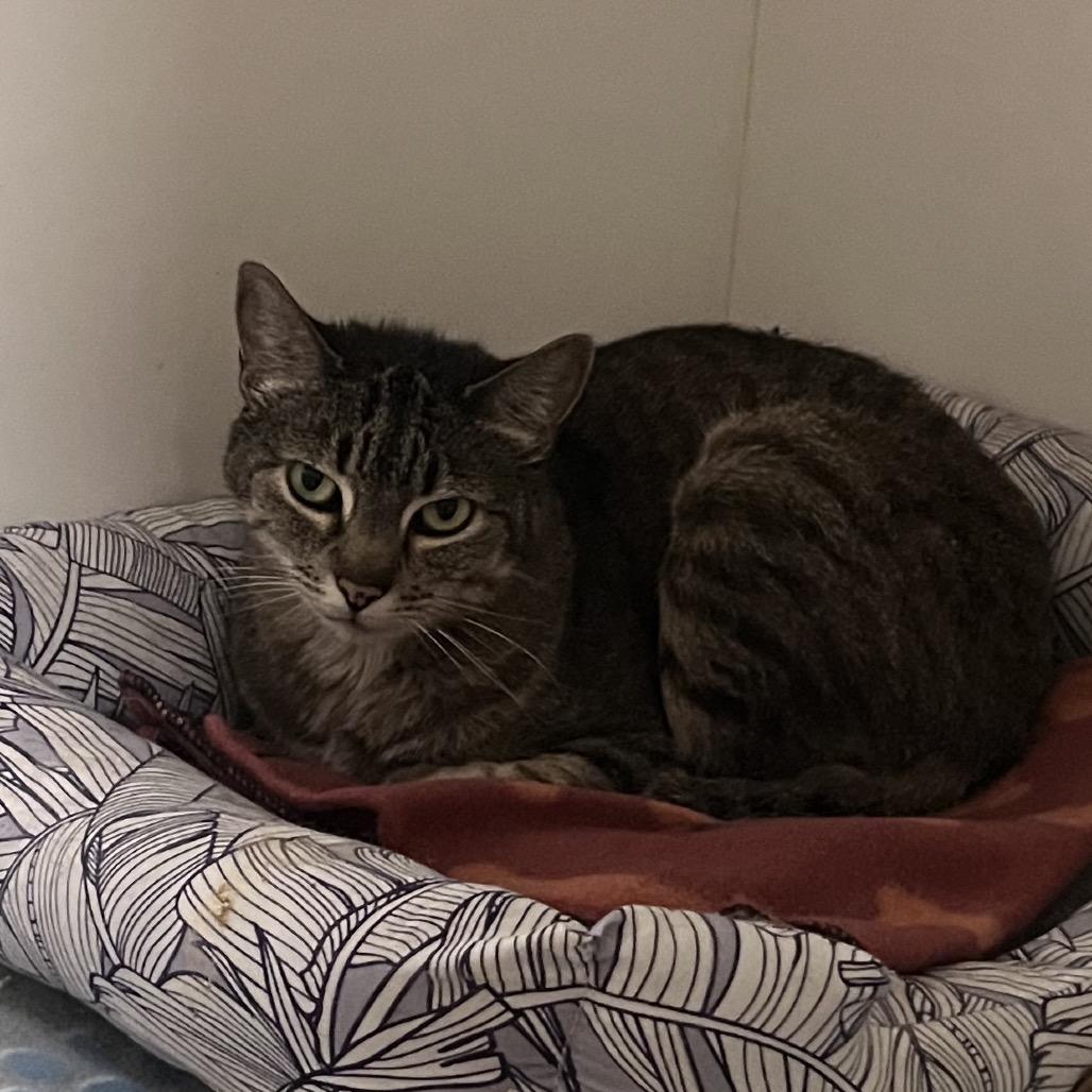 Amber (C000-139)-City of Industry Location, a Adoptable Domestic Short Hair in Chino Hills, CA image 3/6