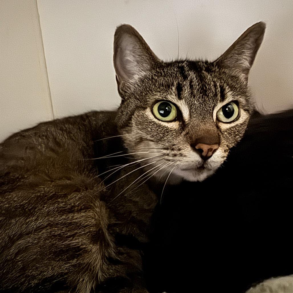 Amber (C000-139)-City of Industry Location, a Adoptable Domestic Short Hair in Chino Hills, CA image 4/6