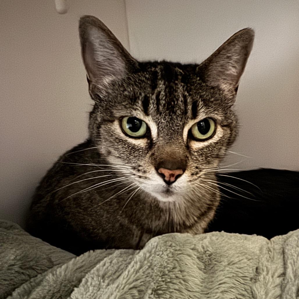 Amber (C000-139)-City of Industry Location, a Adoptable Domestic Short Hair in Chino Hills, CA image 5/6