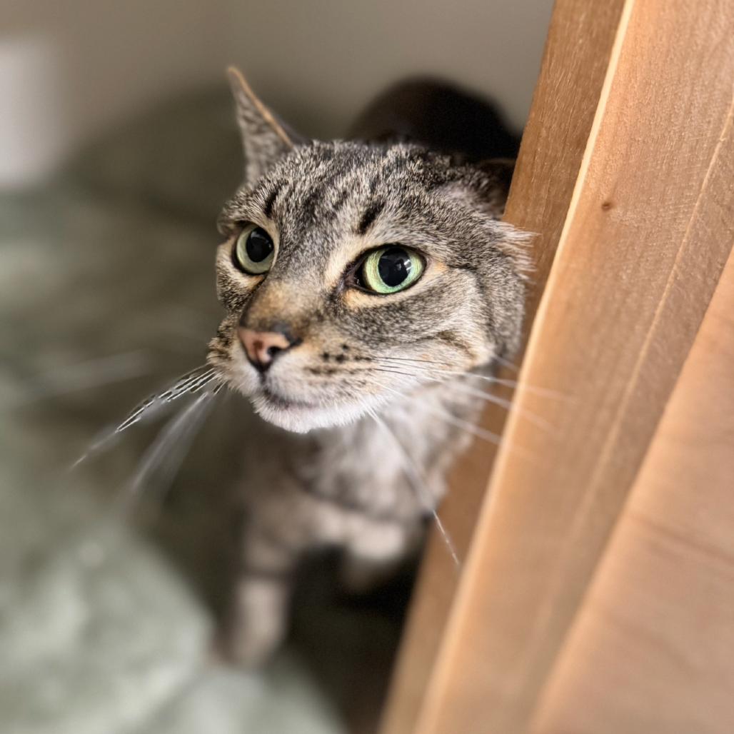 Amber (C000-139)-City of Industry Location, a Adoptable Domestic Short Hair in Chino Hills, CA image 6/6