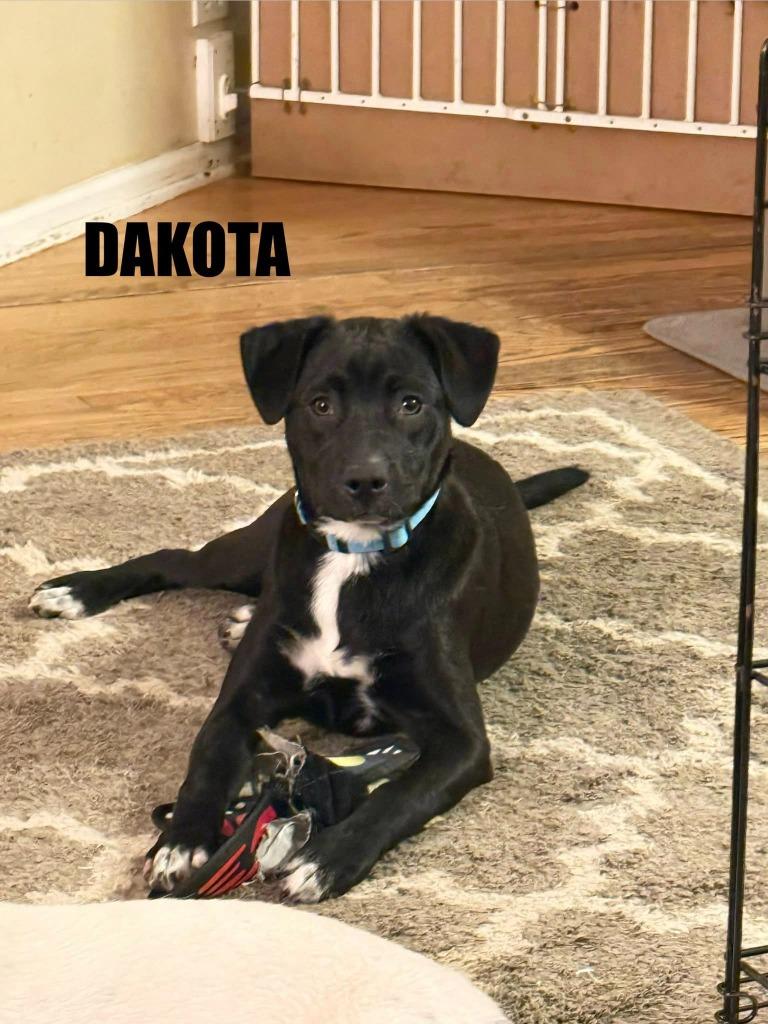 Dakota, a Adoptable Border Collie in Libertyville, IL image 1/2