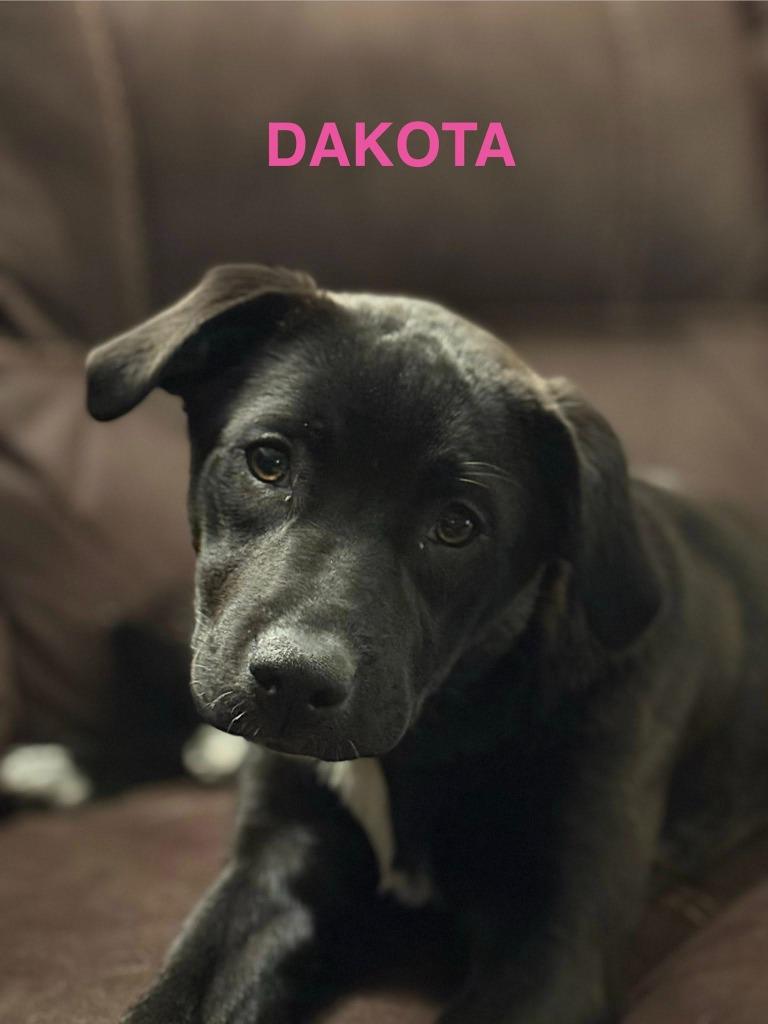 Dakota, a Adoptable Border Collie in Libertyville, IL image 2/2