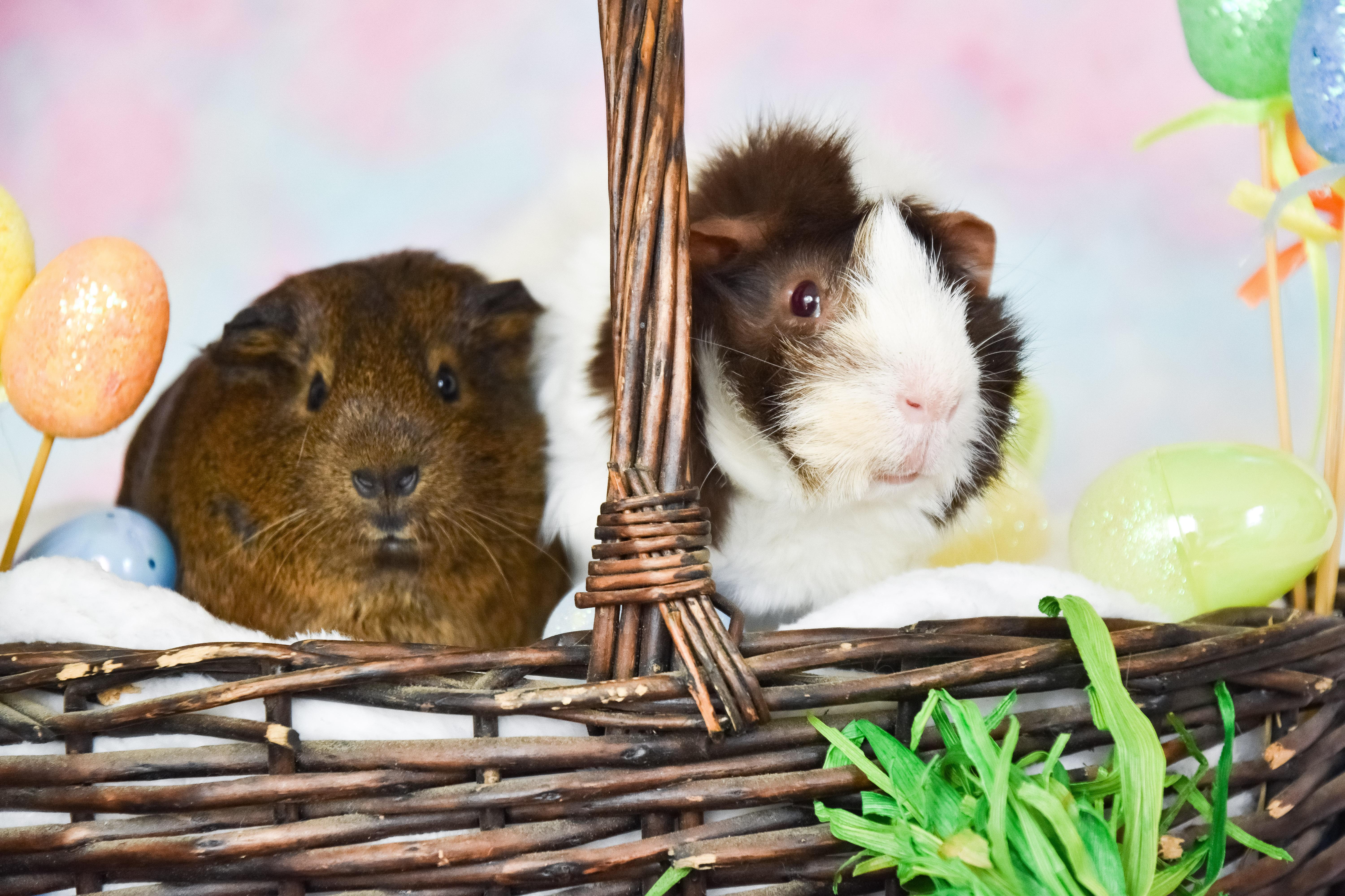 Enlarge Seraphina and Pancho, a Adoptable Abyssinian in Walnut Grove, CA image 1/1