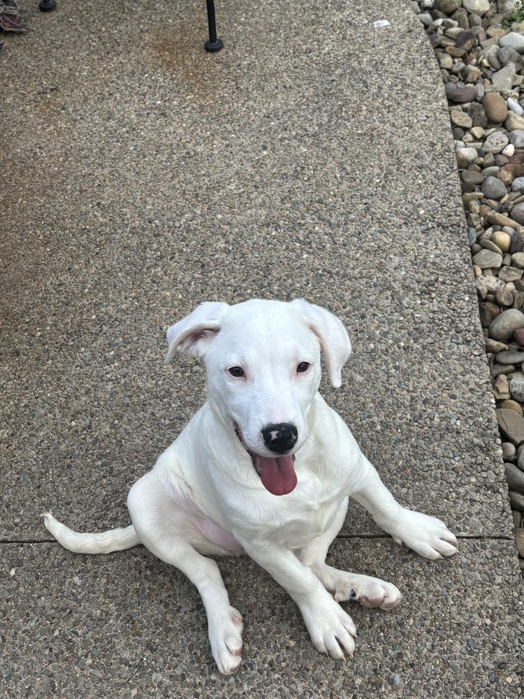 Kelly, a Adoptable mixed breed in Irwin, PA image 2/6