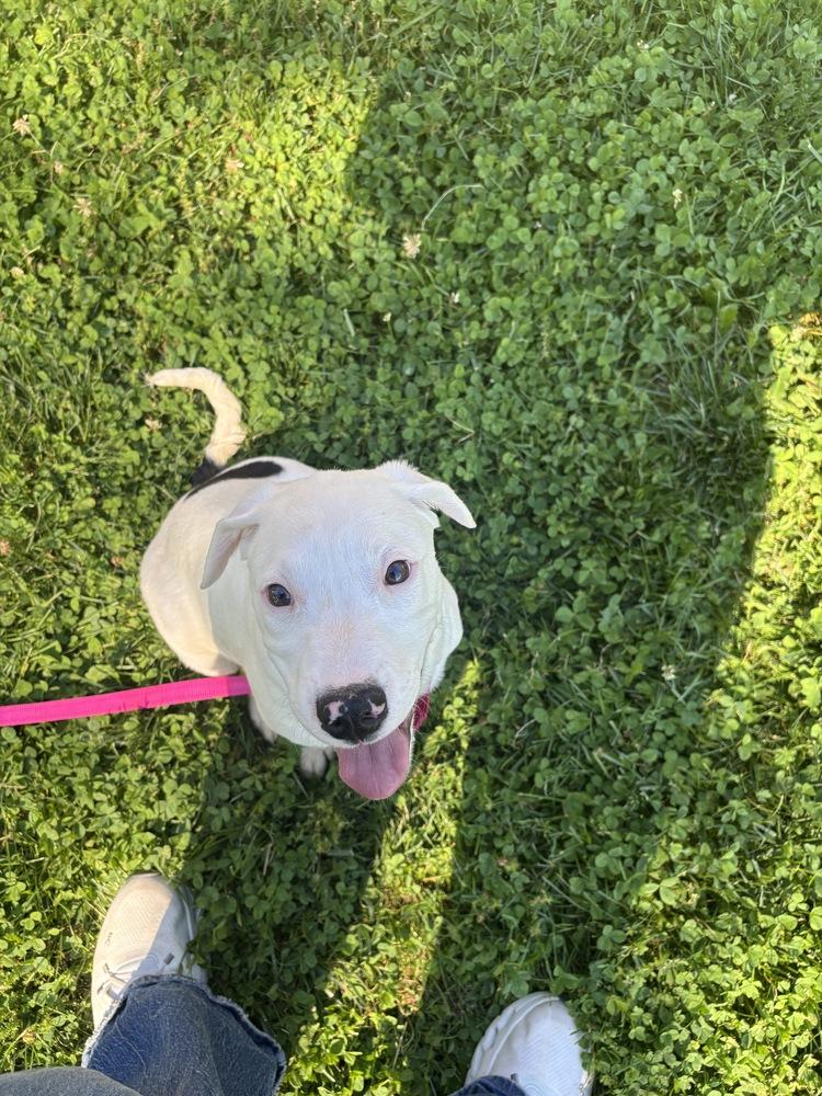 Kelly, a Adoptable mixed breed in Irwin, PA image 3/6