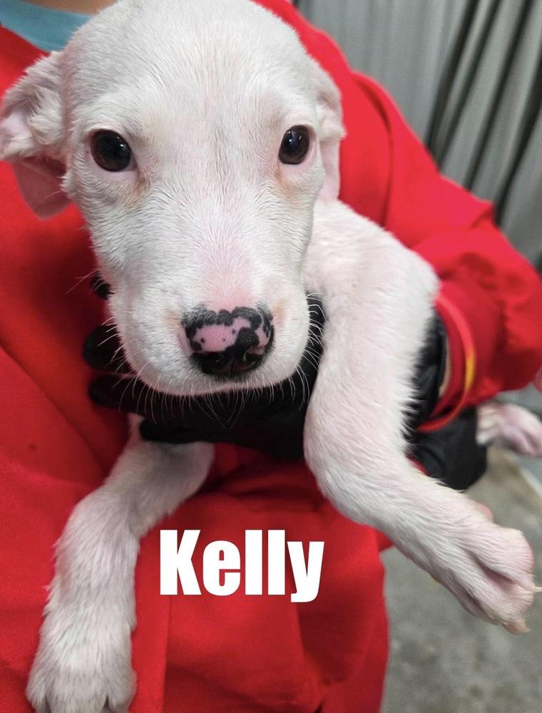 Kelly, a Adoptable mixed breed in Irwin, PA image 5/6