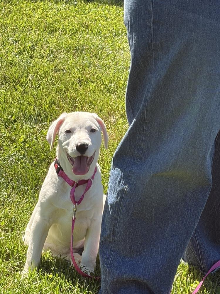 Kelly, a Adoptable mixed breed in Irwin, PA image 6/6