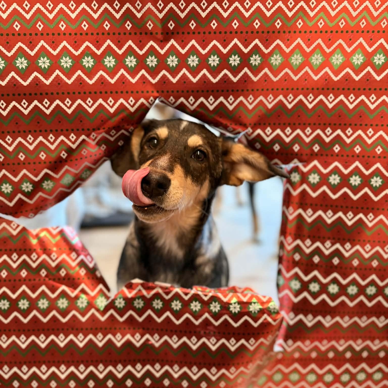 Enlarge Kylie, a Adopted mixed breed in Oakland, NJ image 6/6
