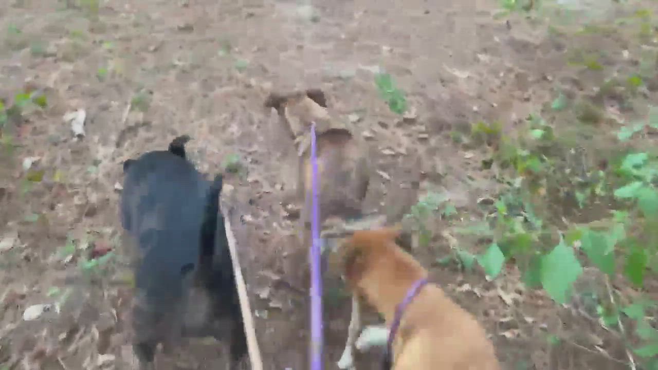 Enlarge AMBER, a Adopted mixed breed in Spring, TX video 6/11