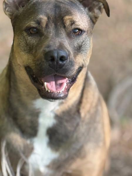 Apollo, a Adoptable mixed breed in Bryson City, NC image 2/2