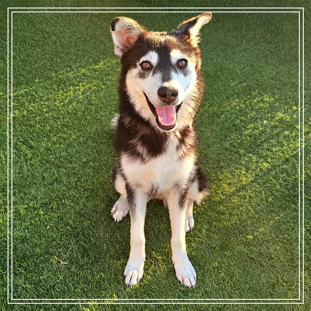 Hope, Adoptable, Young Female Husky.
