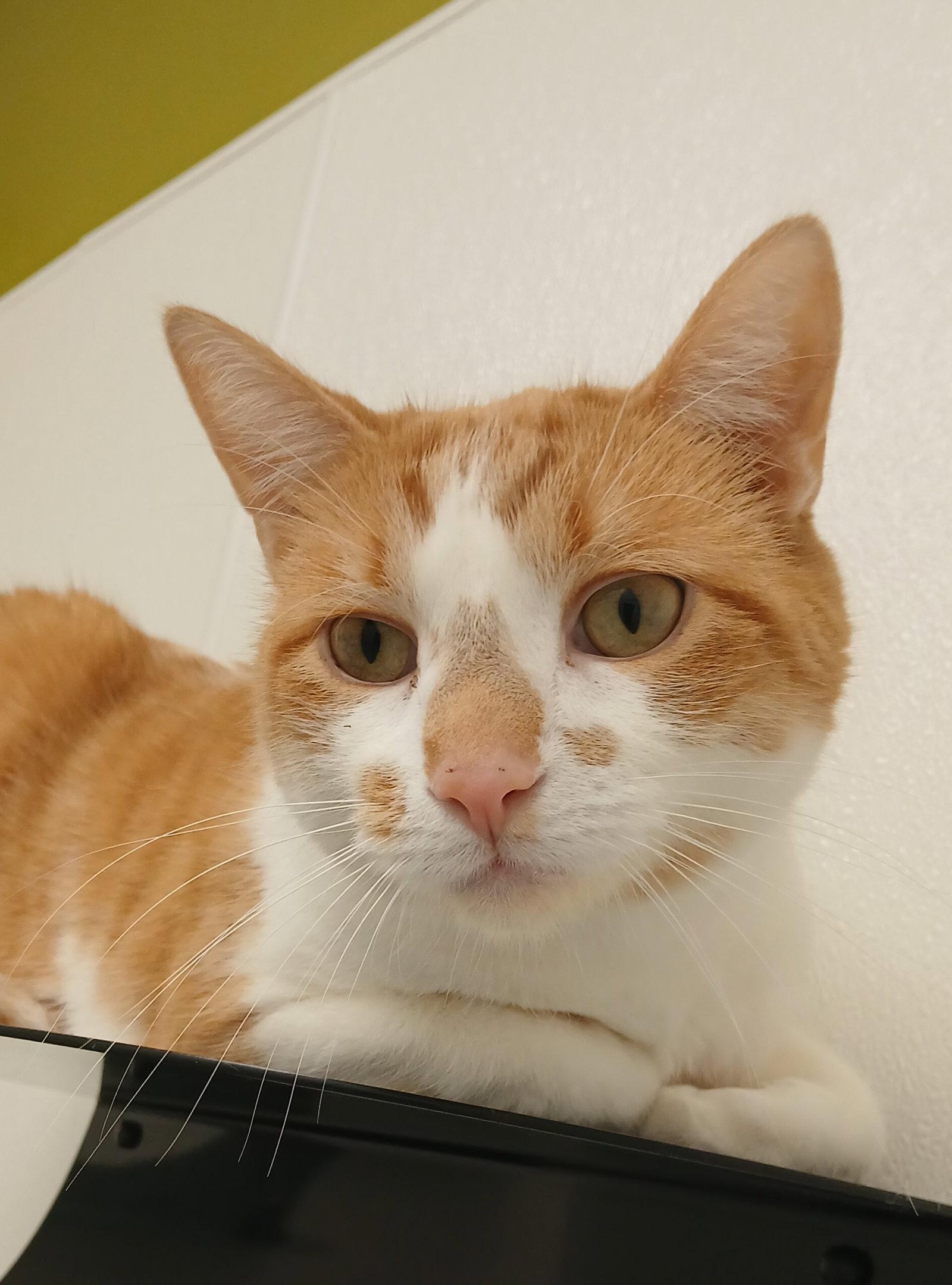Theodore, Adoptable, Adult Male Tabby & Domestic Short Hair.