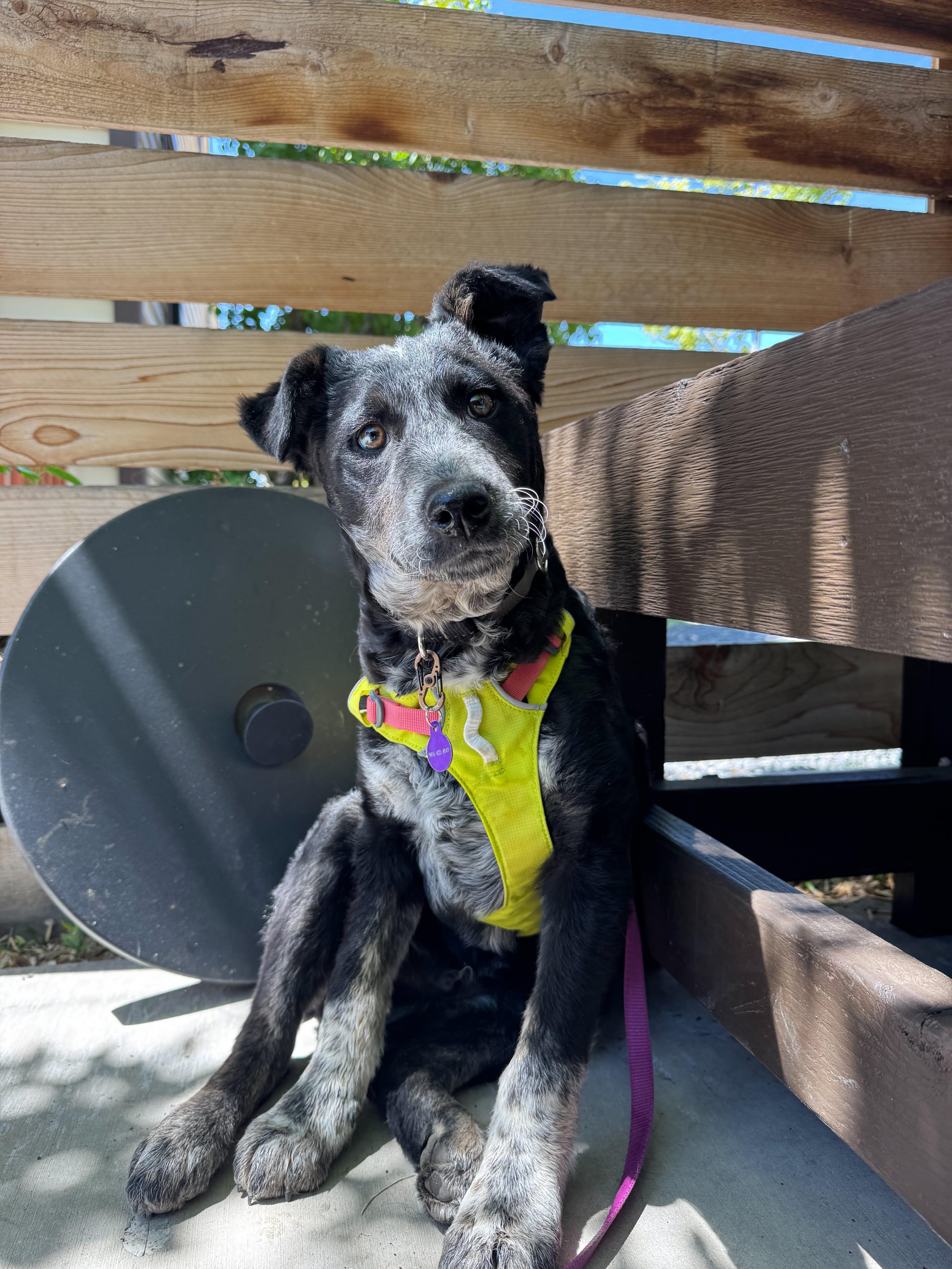 Pork chop, an adopted mixed breed in Bend, OR image 2/4