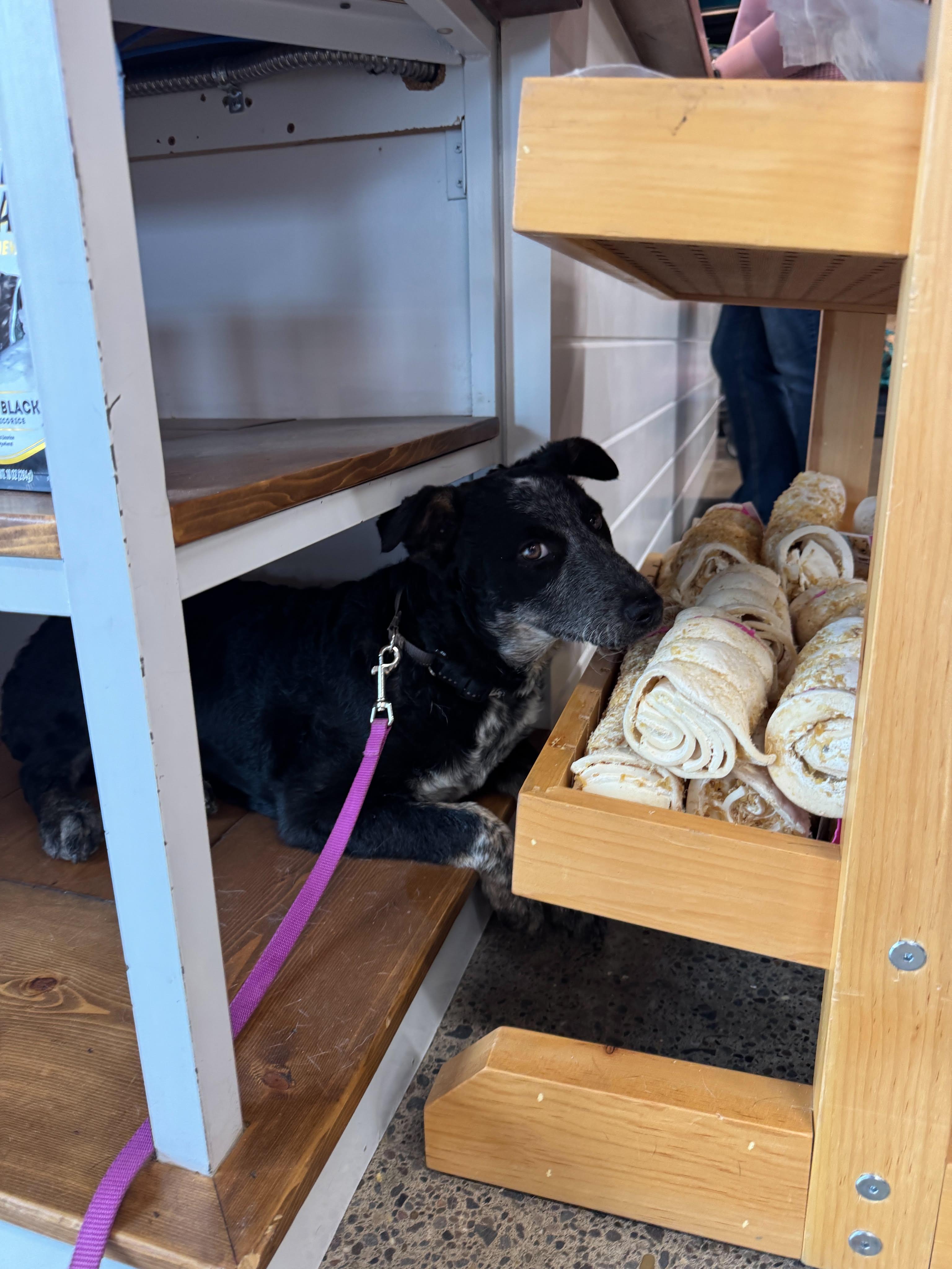Pork chop, an adopted mixed breed in Bend, OR image 4/4