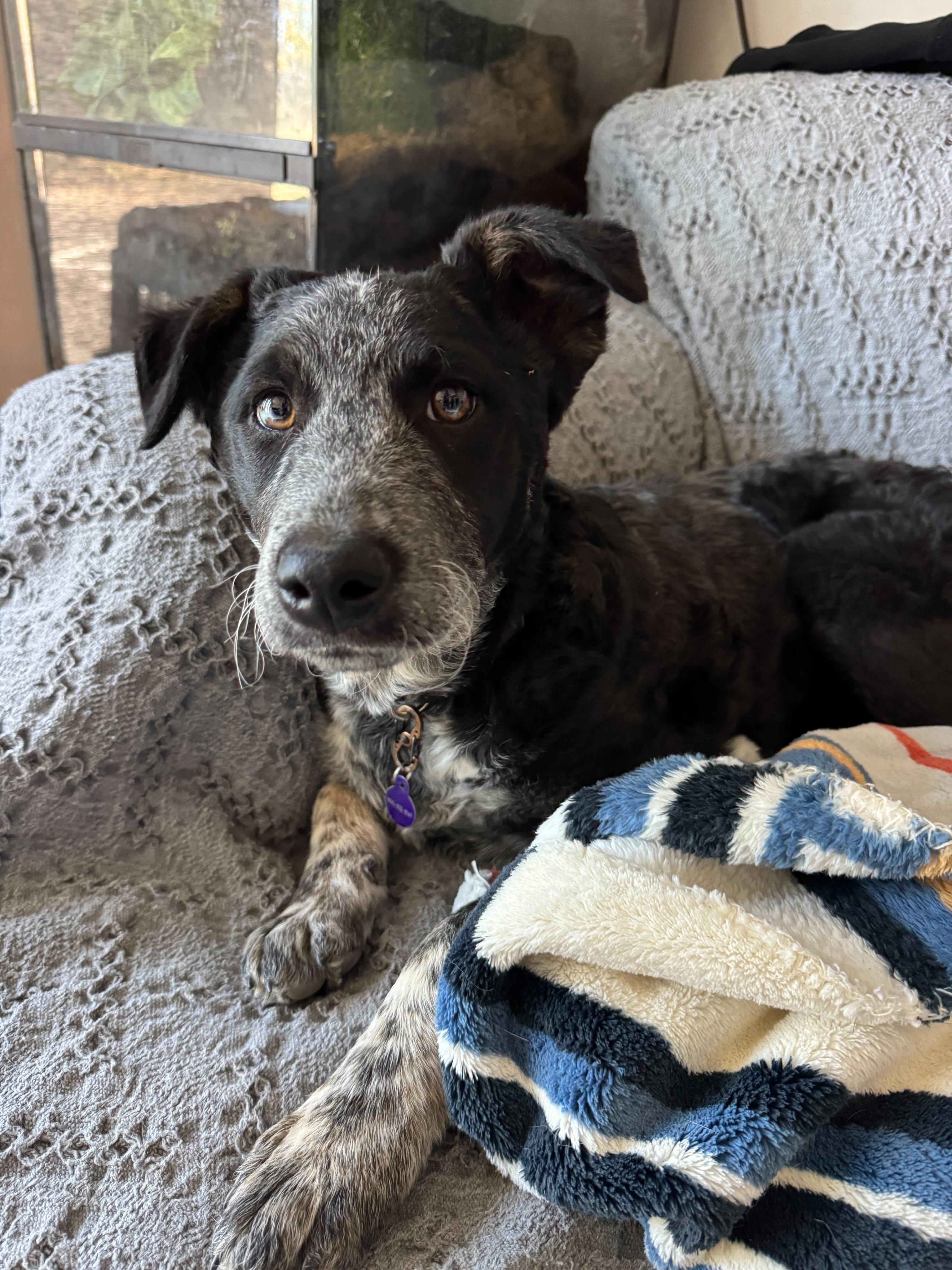 Pork chop, an adopted mixed breed in Bend, OR image 3/4