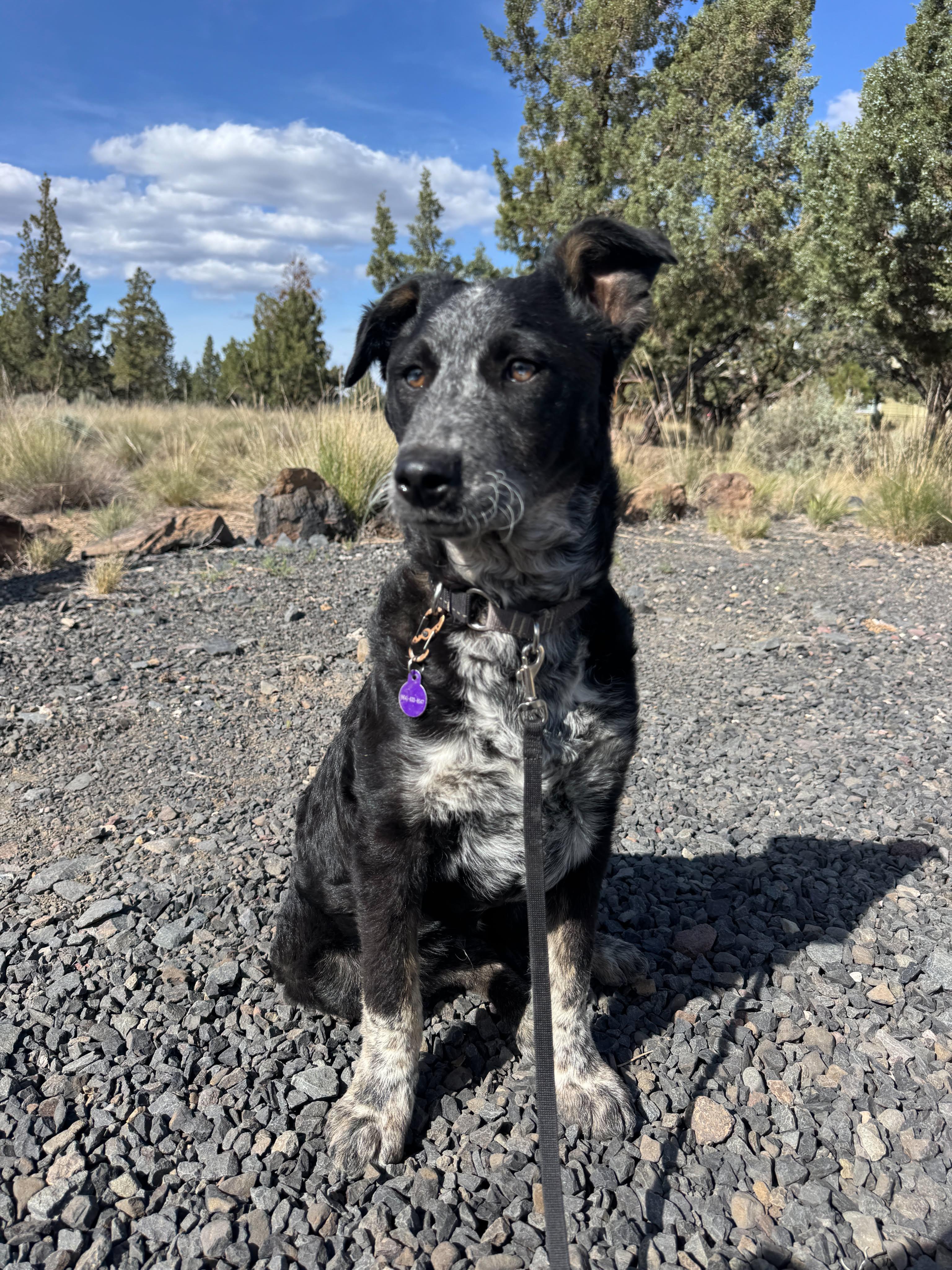 Pork chop, an adopted mixed breed in Bend, OR image 1/4