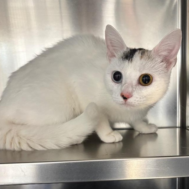 TicTac, an adopted Domestic Short Hair in North Haven, CT image 4/4