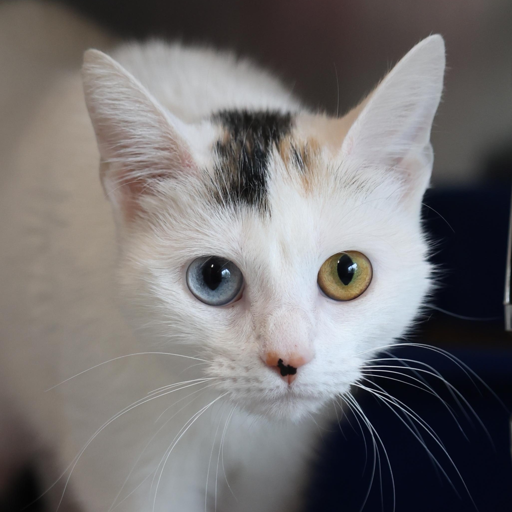 TicTac, adopted, Young Female Domestic Short Hair.