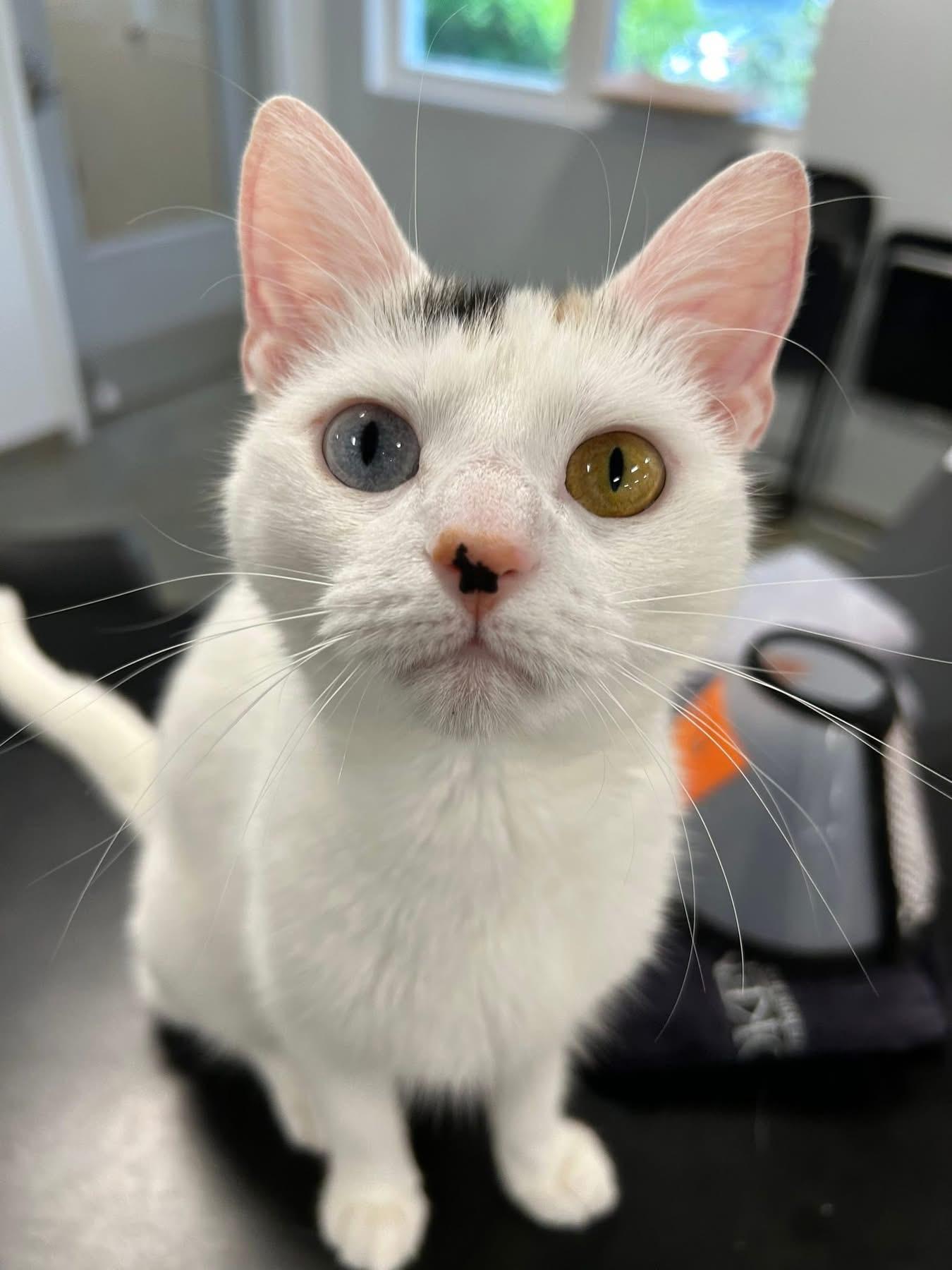 TicTac, an adopted Domestic Short Hair in North Haven, CT image 2/4