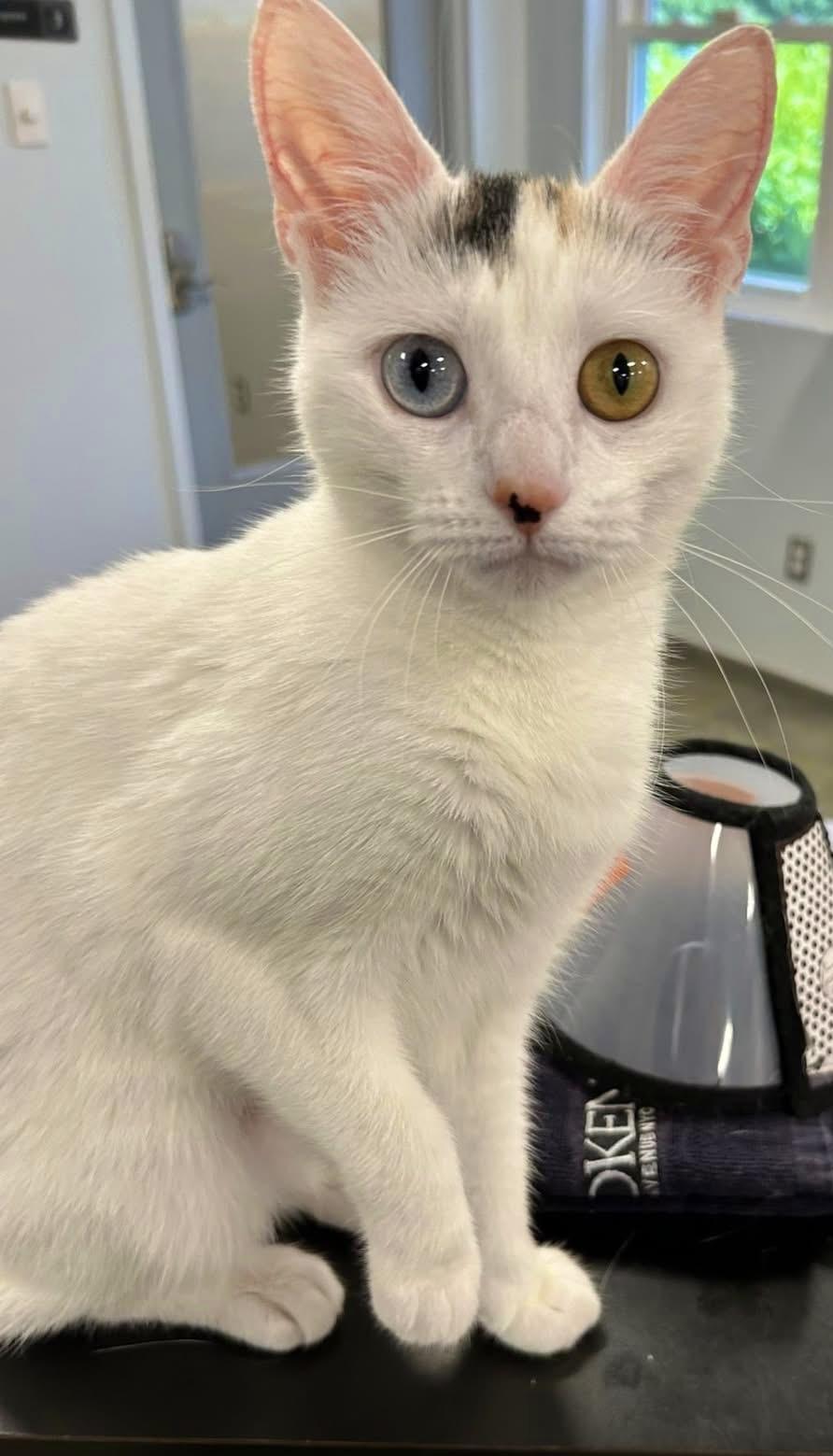 TicTac, an adopted Domestic Short Hair in North Haven, CT image 3/4