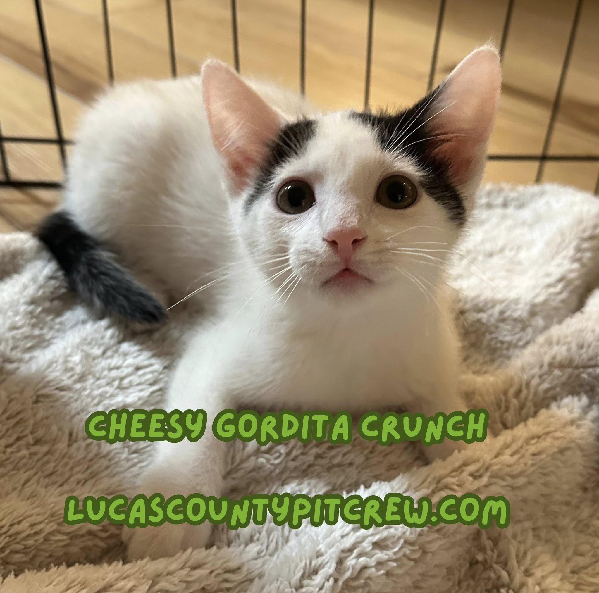 Cheesy Gordita Crunch