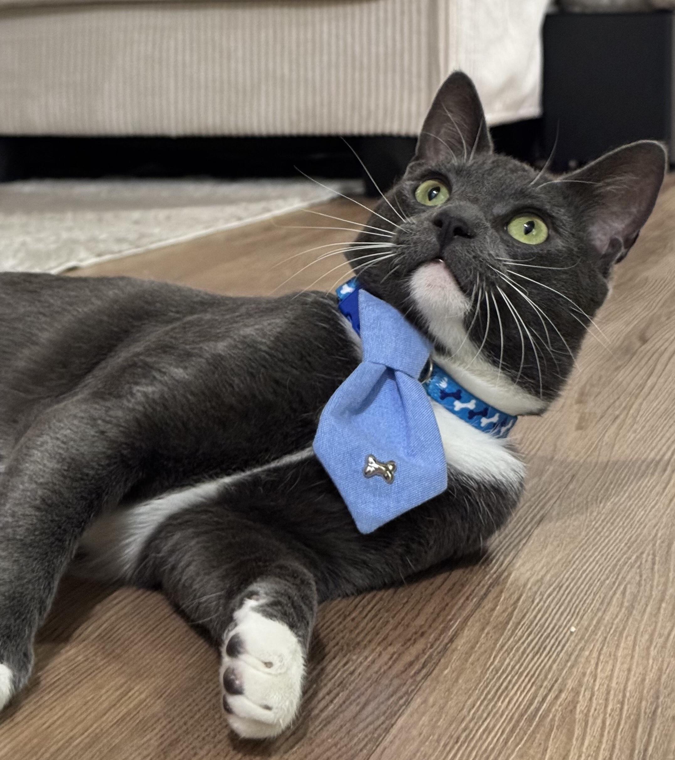 Zoro — thumbnail 2