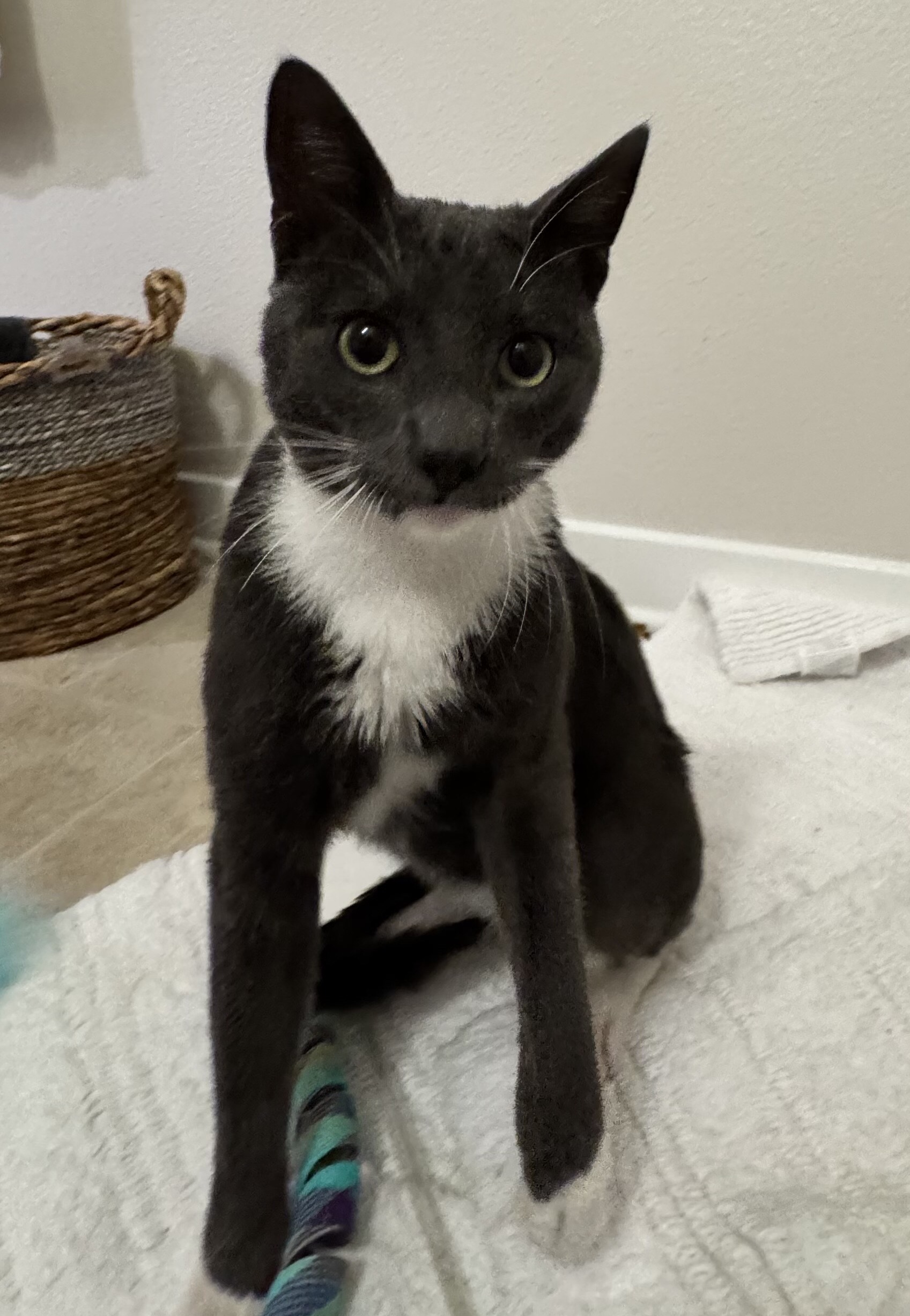 Zoro — thumbnail 3