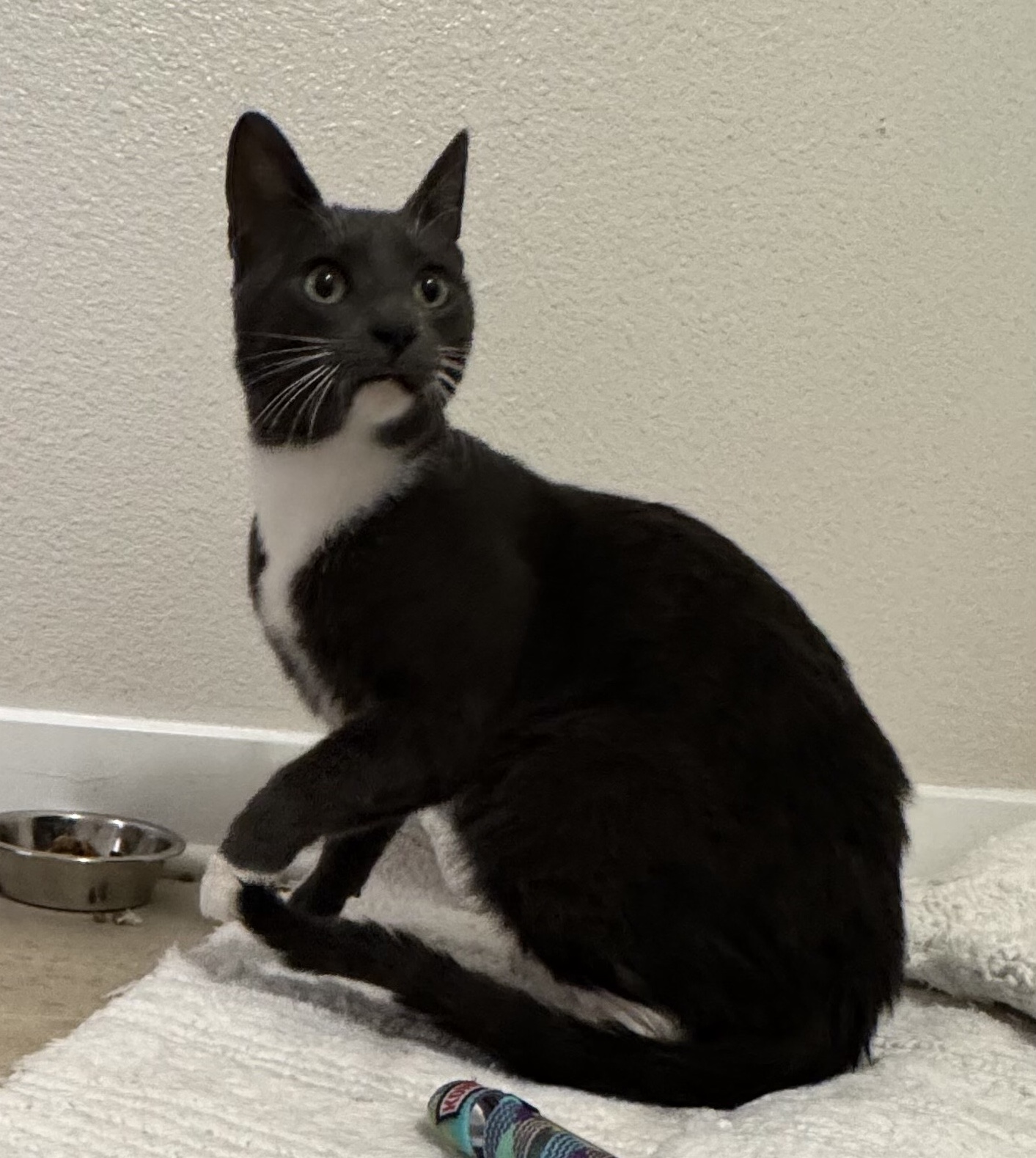 Zoro — thumbnail 4