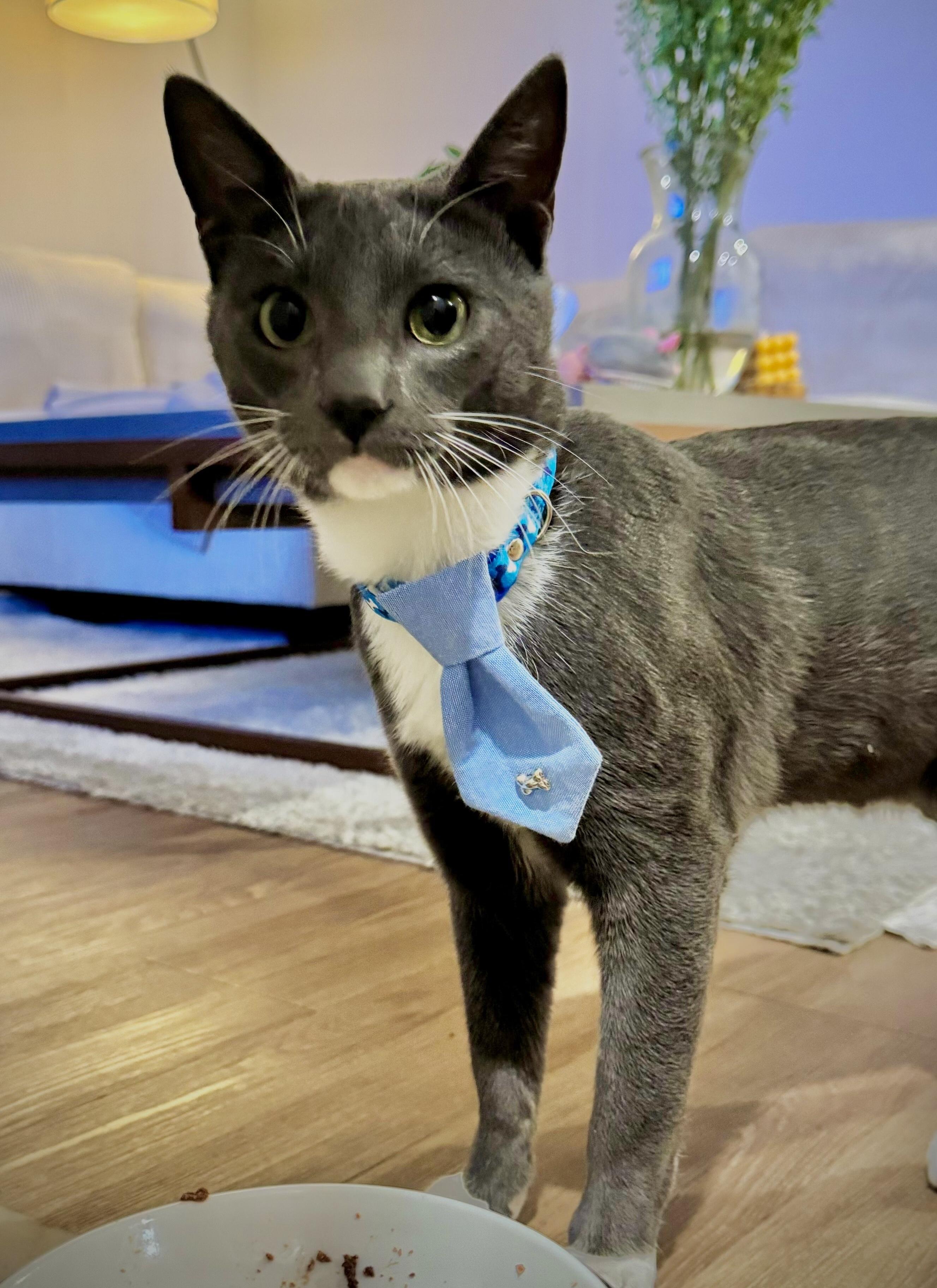 Zoro — thumbnail 5