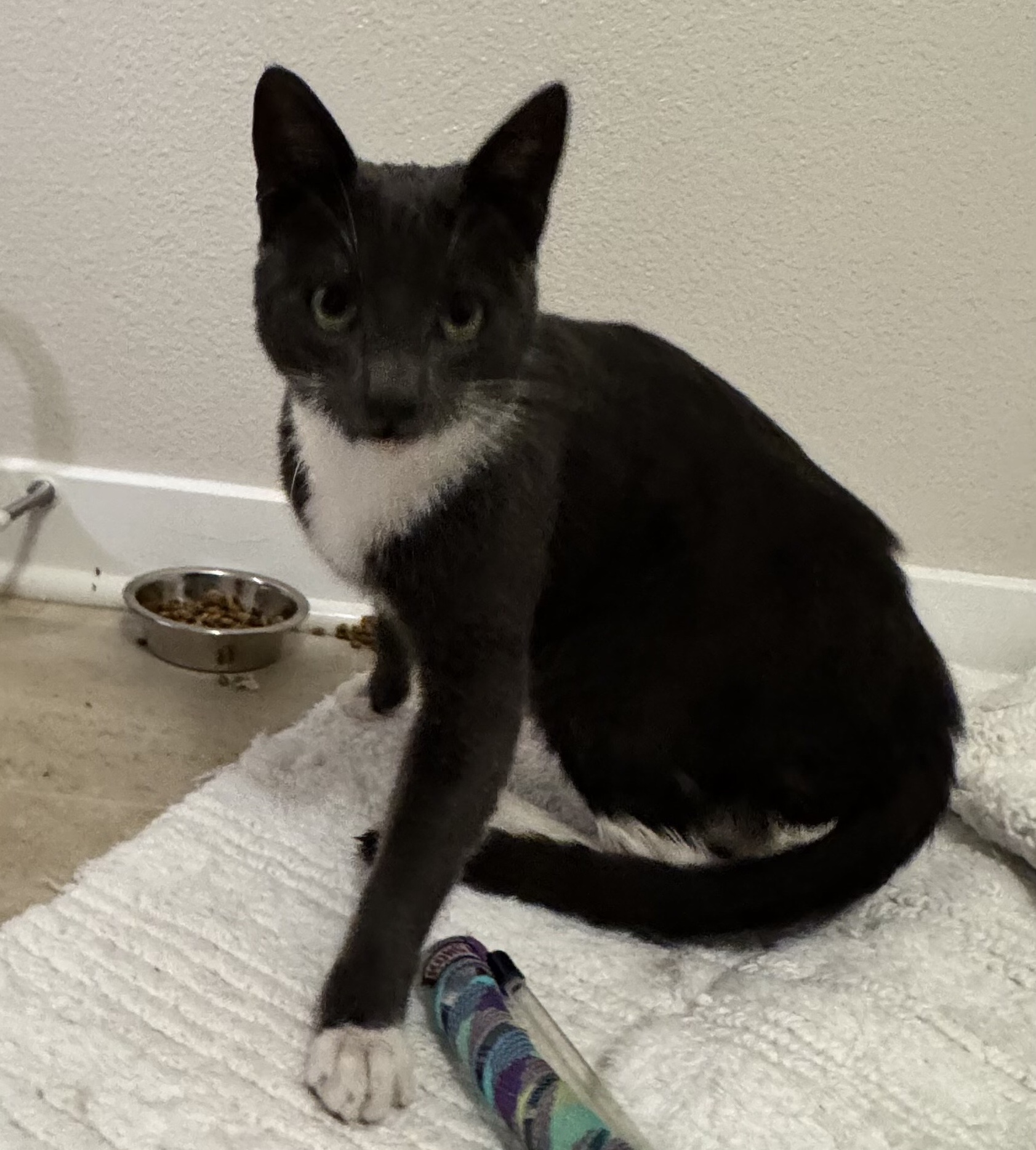 Zoro — thumbnail 6