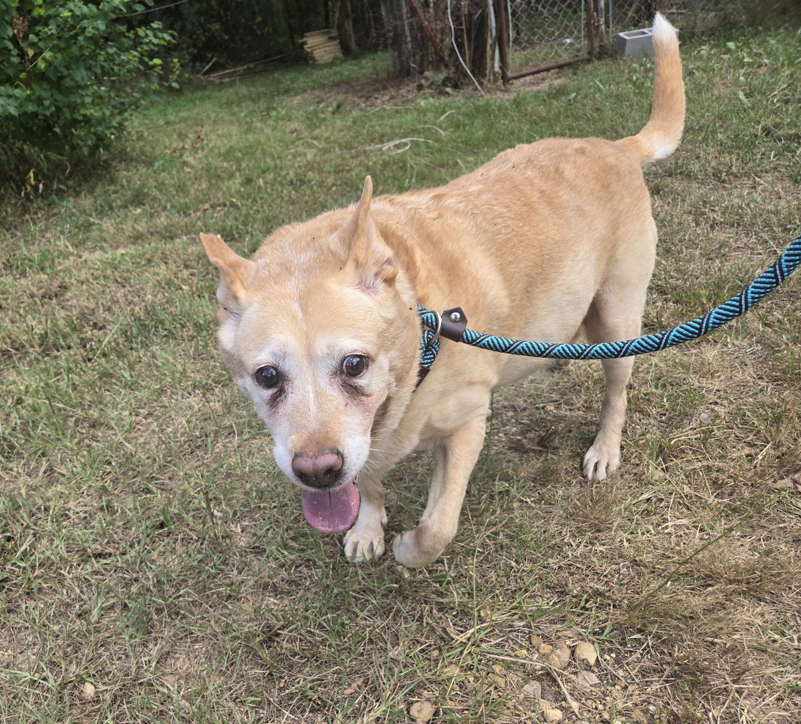 Tannie, a Adoptable mixed breed in Jackson, MS image 3/5