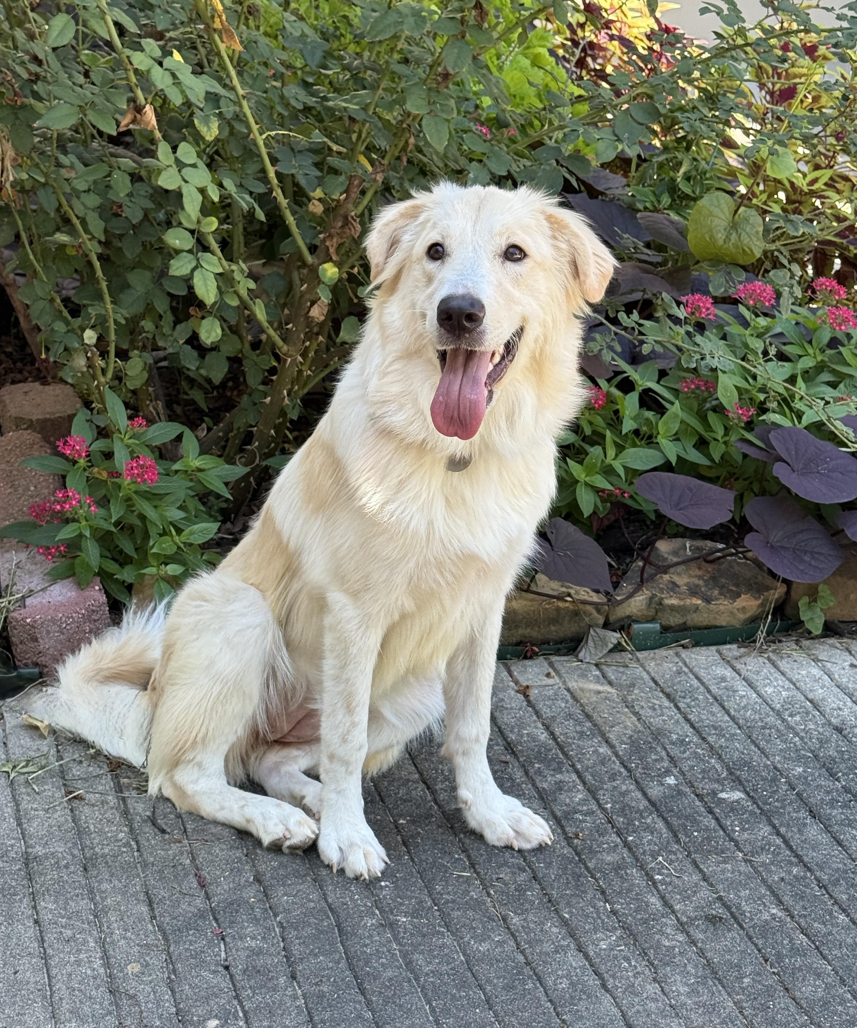 Pollyanna, adopted, Young Female Golden Retriever.