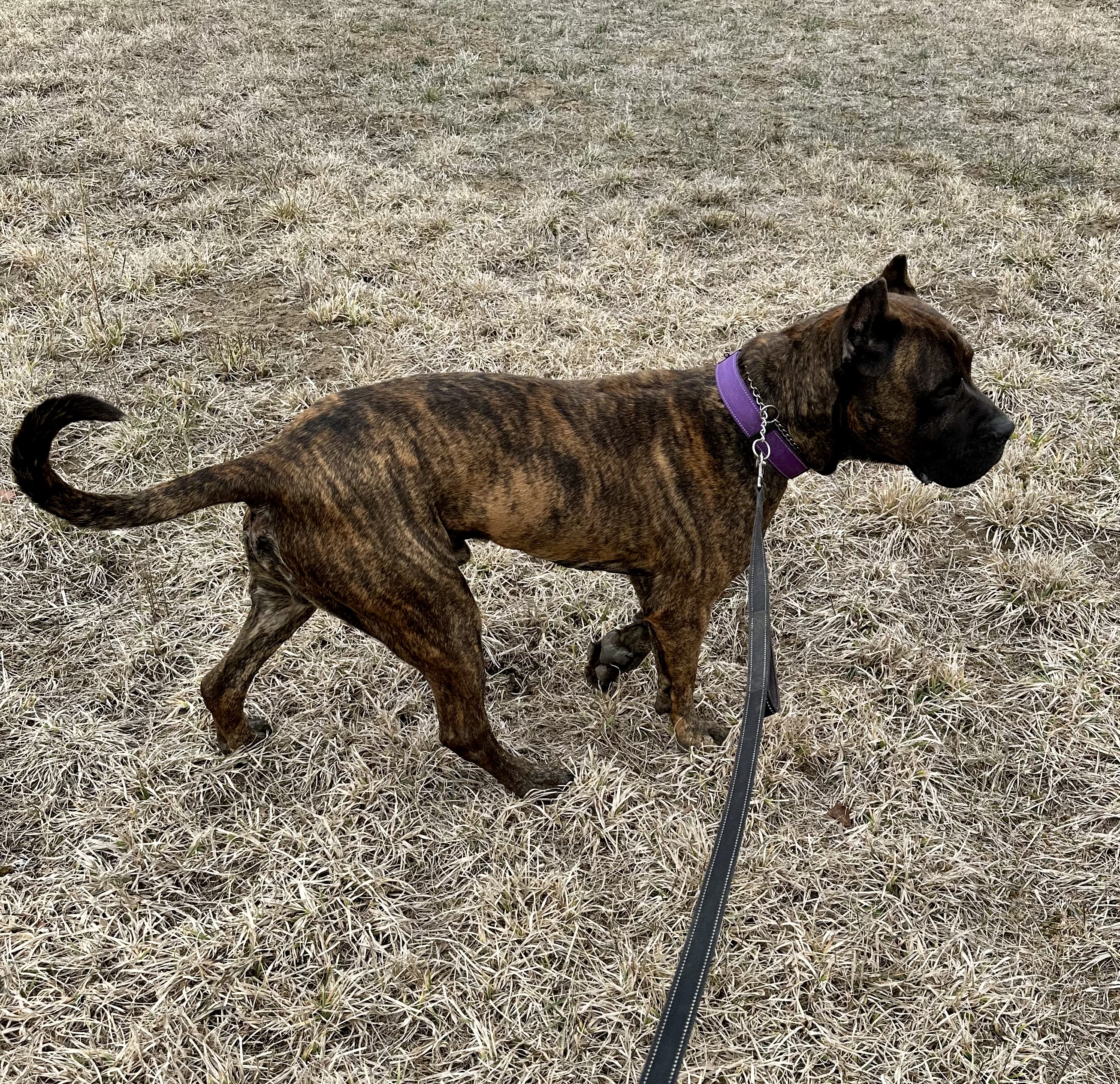 Django, a Adoptable Presa Canario in Redmond, OR image 2/4