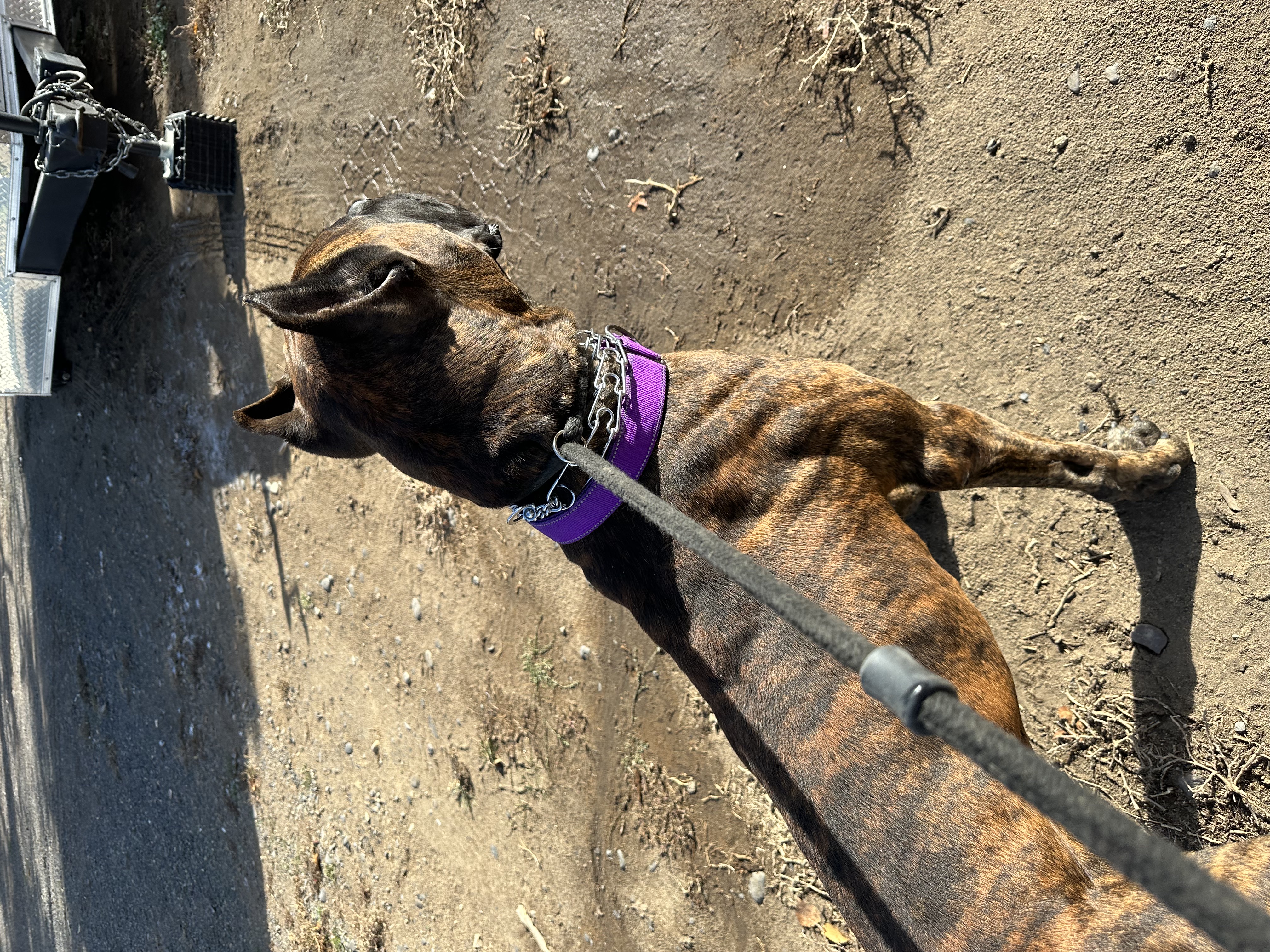 Django, a Adoptable Presa Canario in Redmond, OR image 3/4