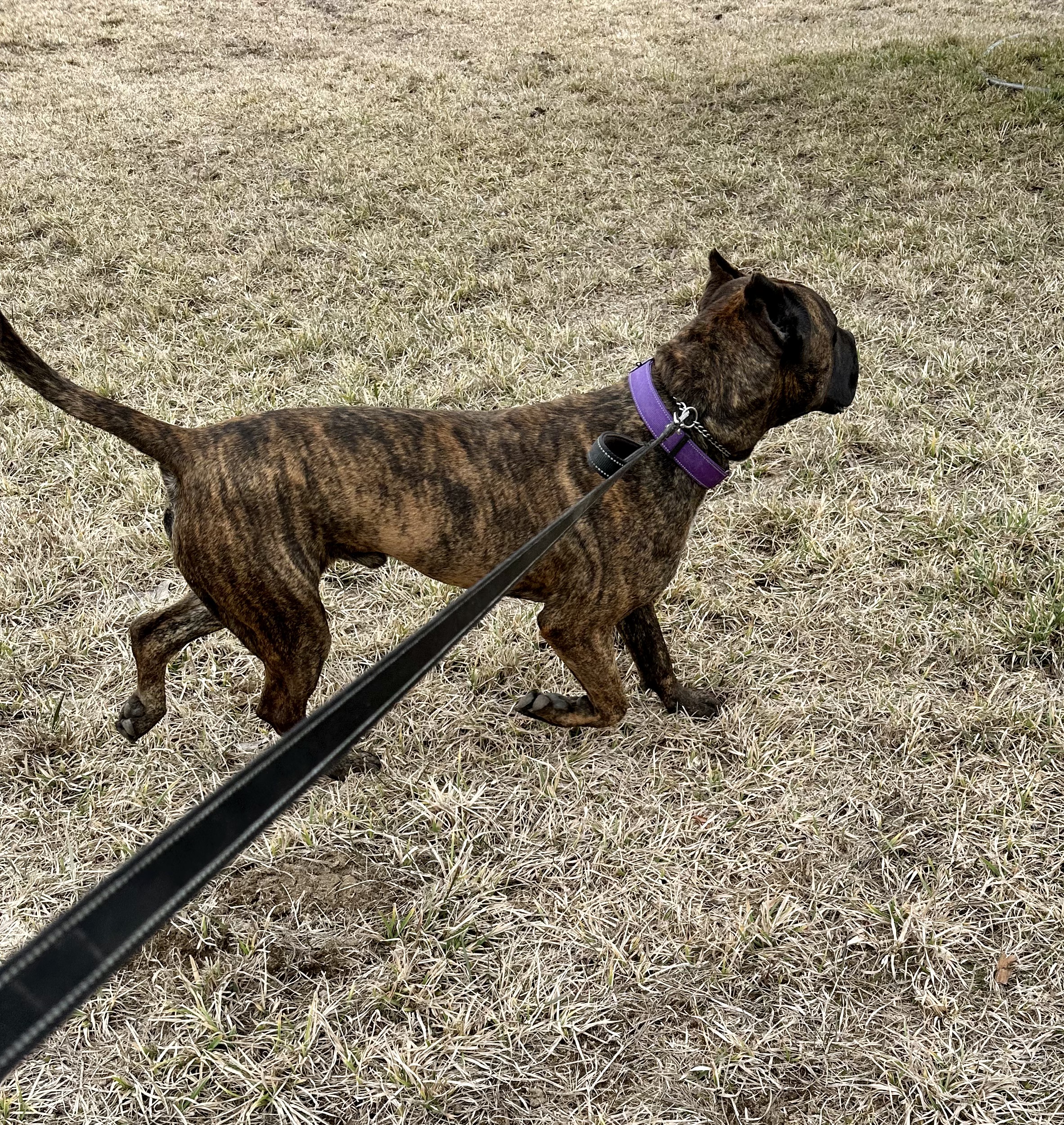 Django, a Adoptable Presa Canario in Redmond, OR image 4/4
