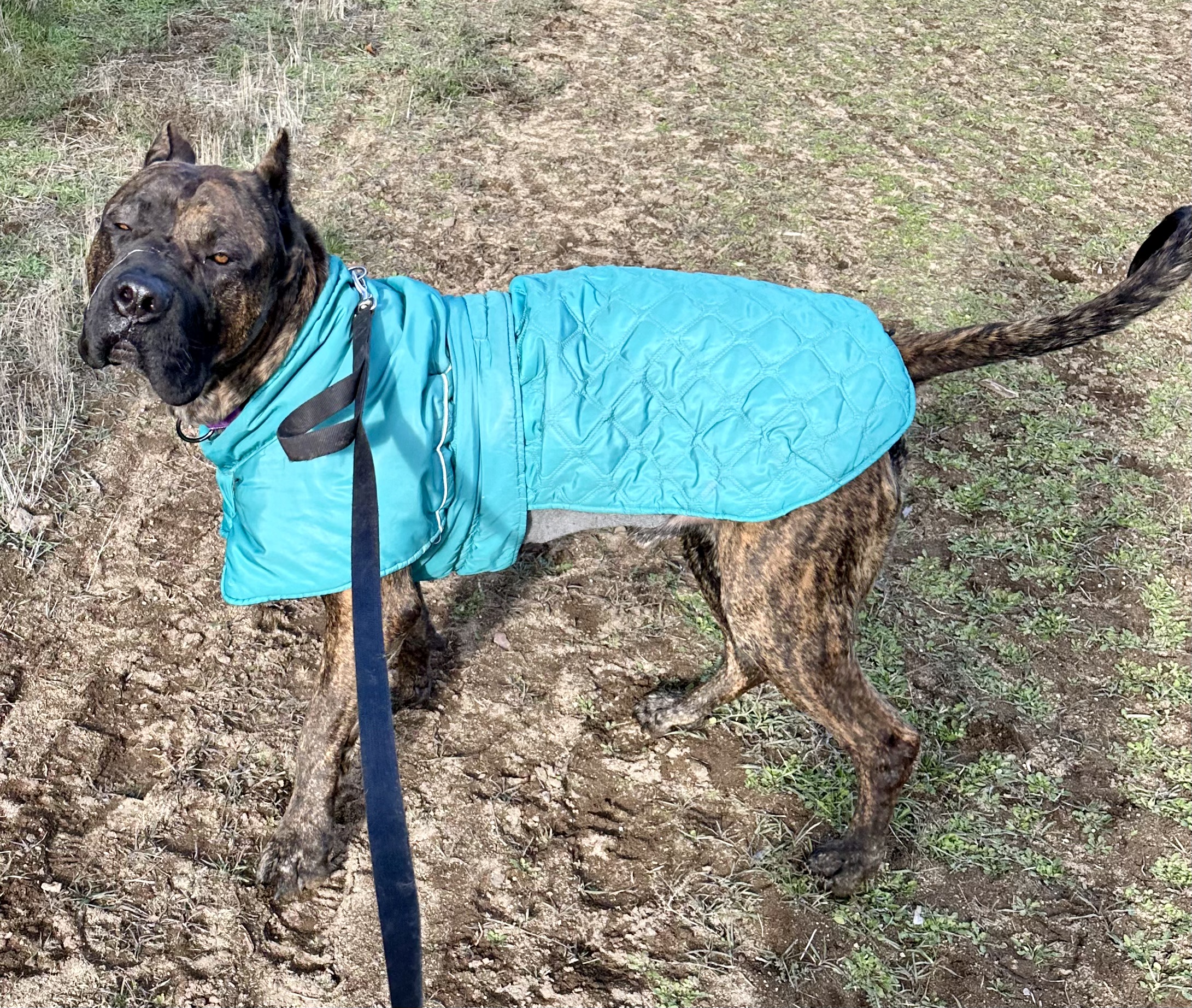 Django, Adult Male Presa Canario