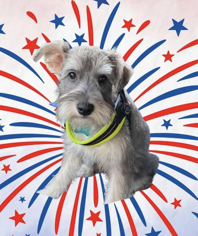 Enlarge Forrest, an adopted mixed breed in Hopewell, VA image 1/2